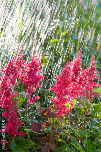 Wallpaper Mural Beautiful pink flowers in the rain Torontodigital.ca