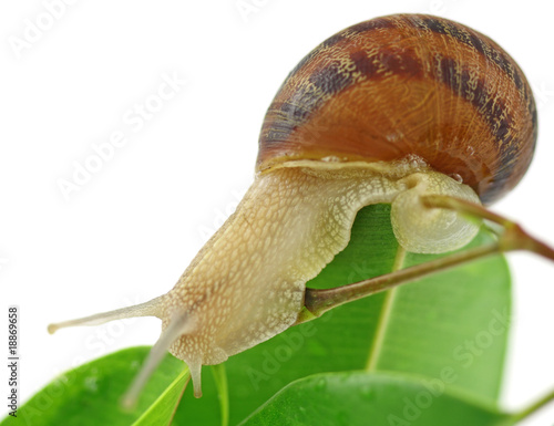 escargot équilibriste branche ficus fond blanc