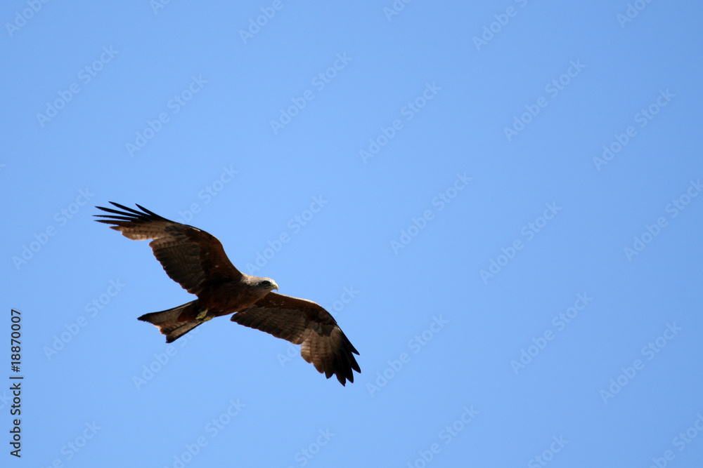 Black Kite - Ngorongoro Crater, Tanzania, Africa Black Kite - Ngorongoro Crater, Tanzania, Africa