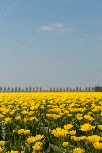 Dutch tulips © MartinW