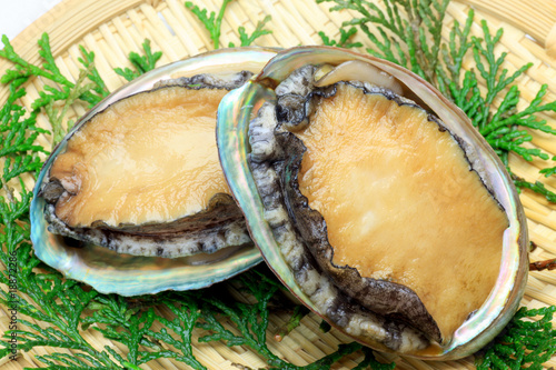 abalone photo