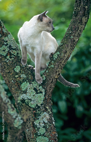 Fototapeta Naklejka Na Ścianę i Meble -  chat siamois en équilibre sur les branches d'un arbuste