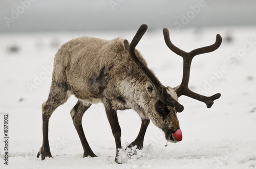 Rudolph the Red-Nosed Reeindeer photo