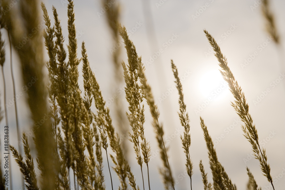 Fototapeta premium Wheat Growing in the Sunshine