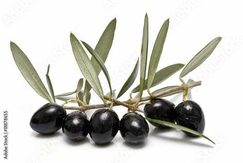 Rama repleta de olivas negras.