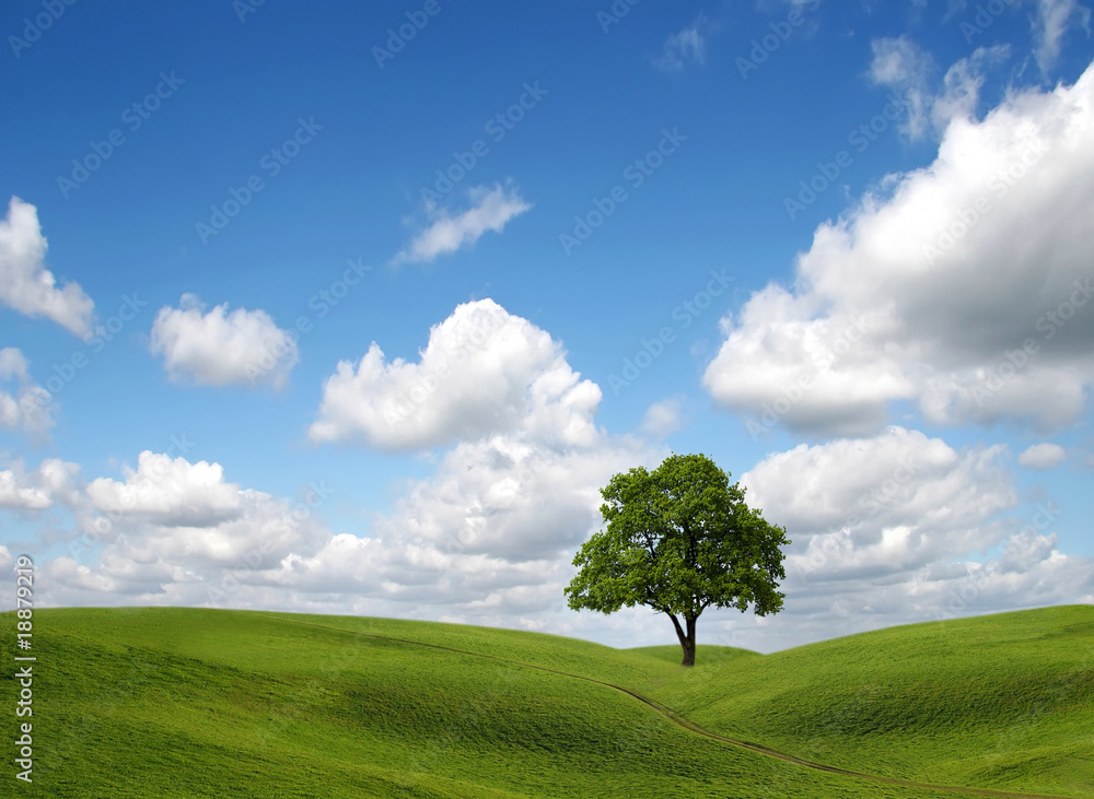 Green field and lonely tree under blue sky