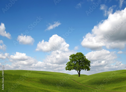 Green field and lonely tree under blue sky