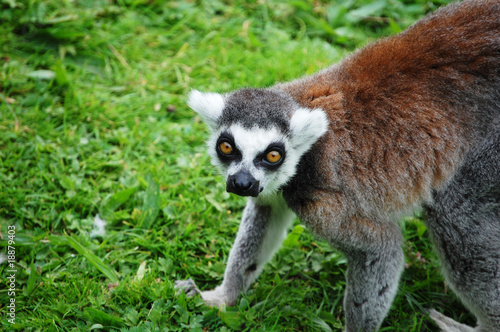 Lemur Crouching