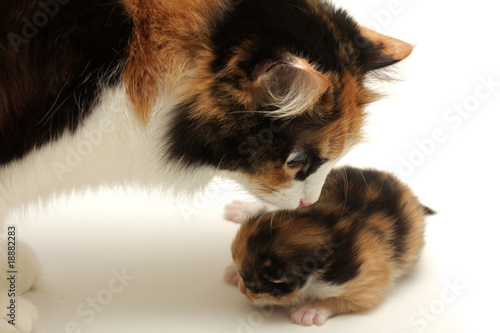 Attentive mother with kitten