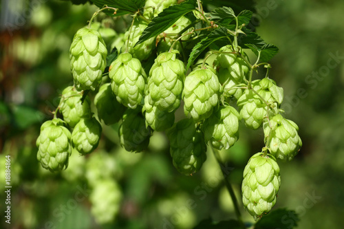 Detail of the green hops