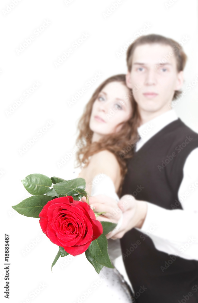 red rose on loving couple background red rose on loving couple background