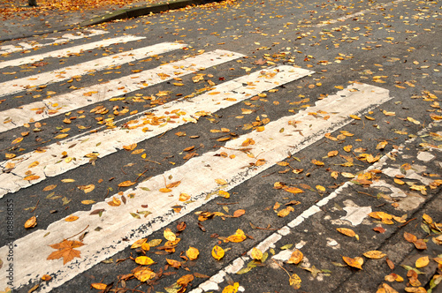 Zebrastreifen / Fußgängerüberweg im Herbst