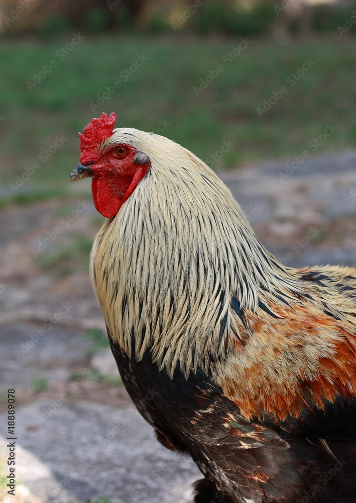 Cock, portrait of a colorful cock
