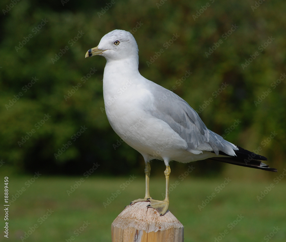 Fototapeta premium Seagull standing with garden background