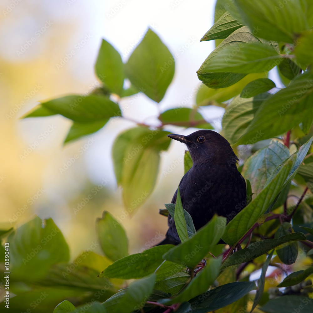 Blackbird Blackbird