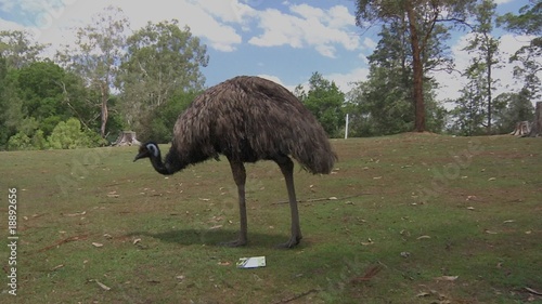 Emu -  Wide Shot photo