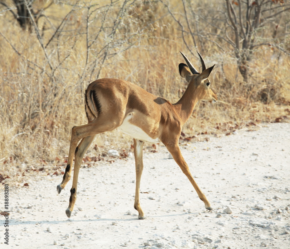 Runing antelope Runing antelope