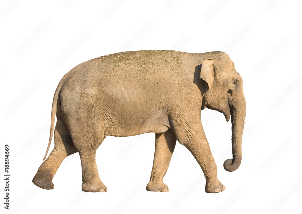 Elephant Elephant
