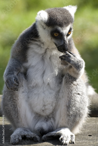 front view of lemur sitting down with green background