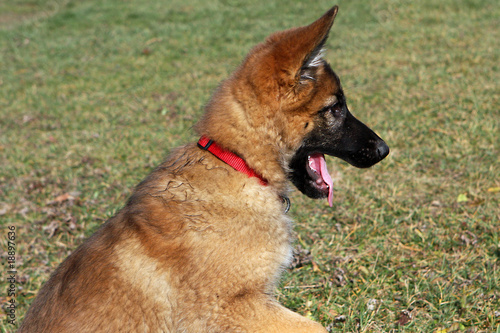 German Shepherd Puppy Profile