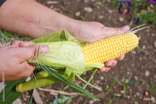 The person cleans corn fruits
