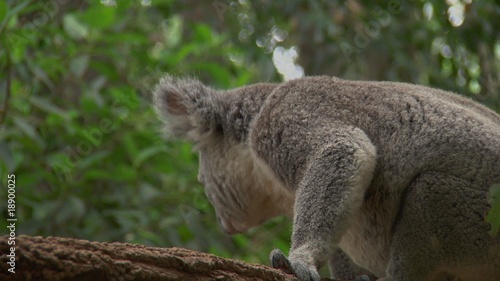 Koala playing photo