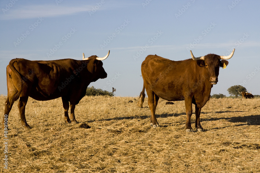 Brown cow