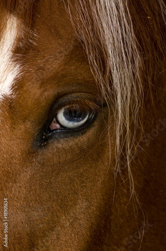 portrait of an brown stallion