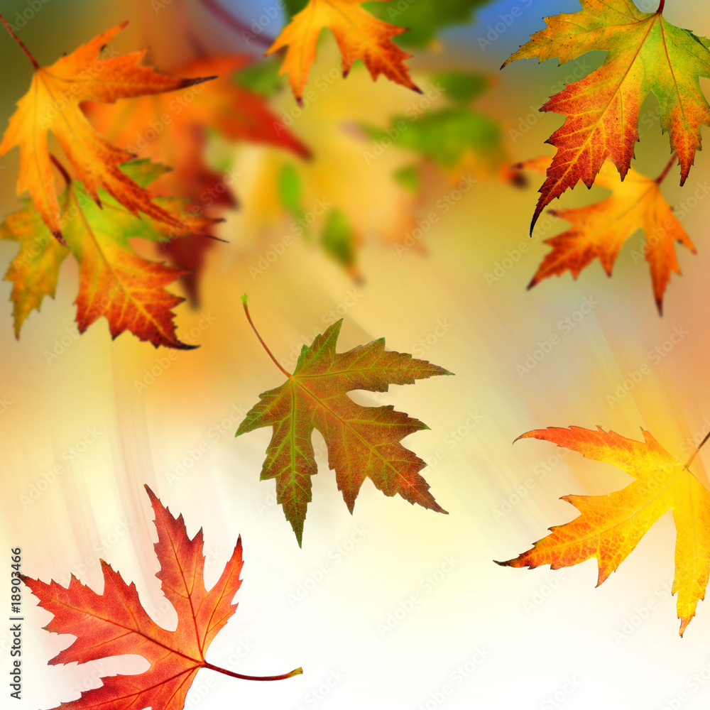 Falling Autumnal Leaves Falling Autumnal Leaves
