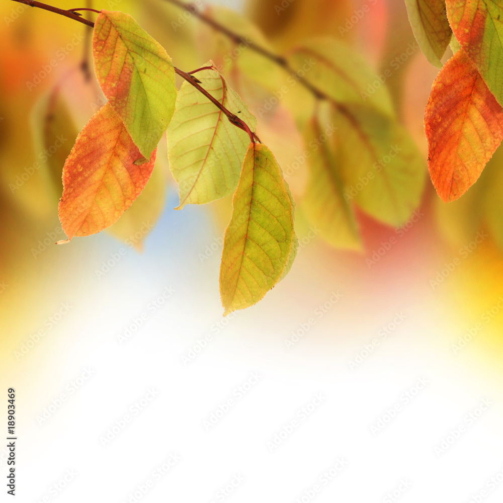 Fototapeta premium Autumn