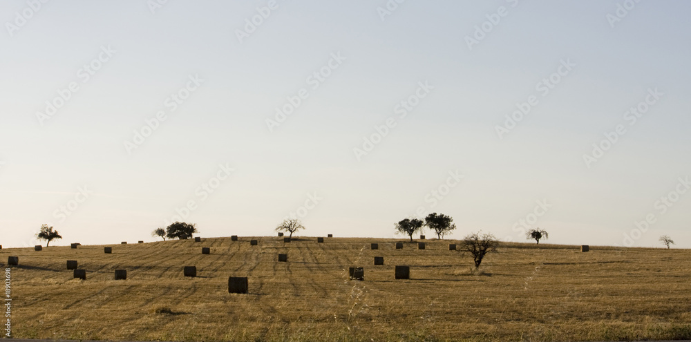 Haystack field