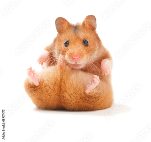 Billede på lærred hamster