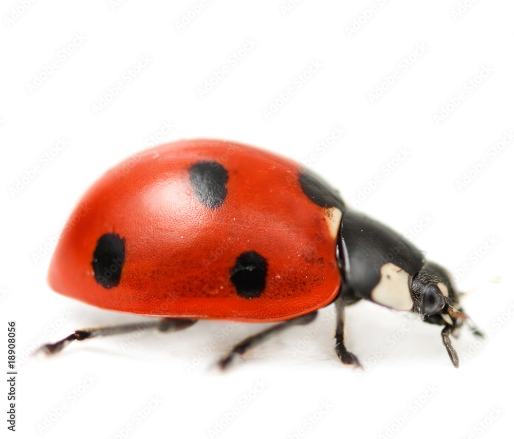 Naklejka premium Ladybird close-up