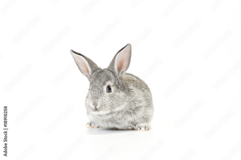 Fototapeta premium Cute Baby Bunny