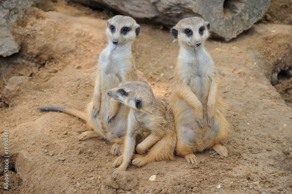 Fototapeta premium Meerkat Bodyguards