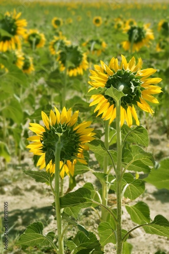 Sunflower plantation vibrant yellow flowers