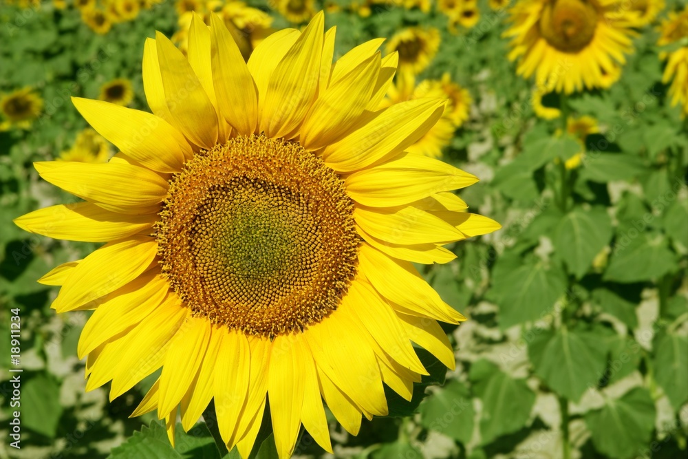 Sunflower plantation vibrant yellow flowers Sunflower plantation vibrant yellow flowers