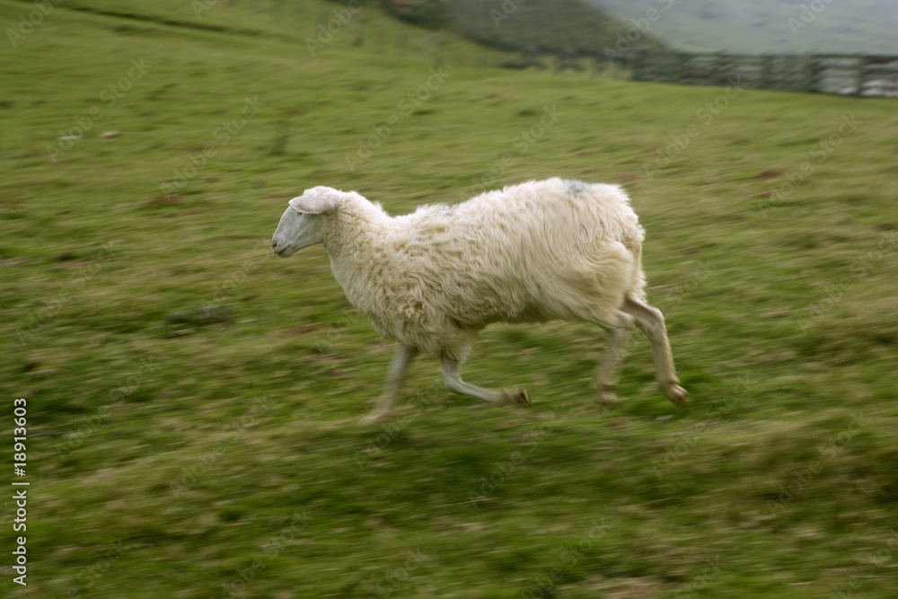 Obraz premium Green meadow with Pyrenees sheeps