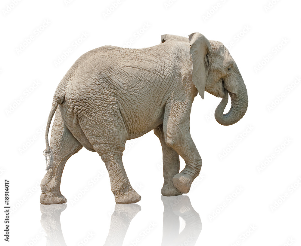 elephant elephant
