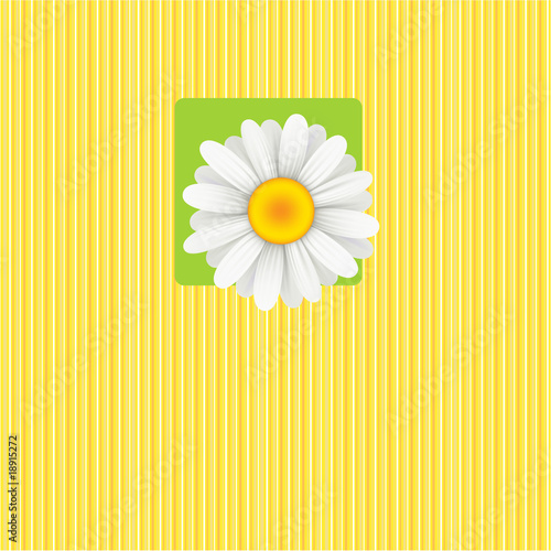 Card with a camomile flower.