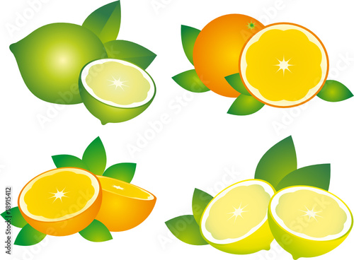 Citrus vector