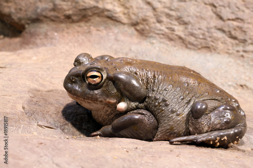 Colorado Toad (Bufo Alvarius)