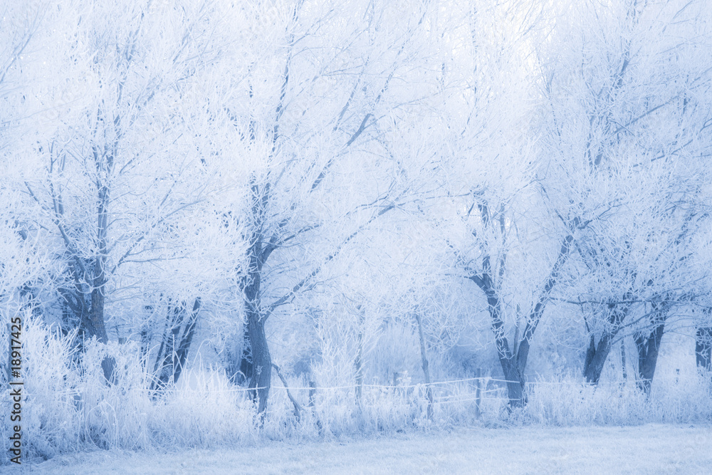 Winter forest Winter forest