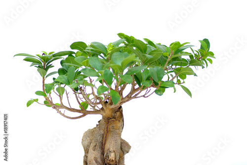 ficus ginseng © Thierry Hoarau