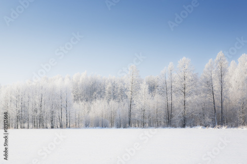 Trees in frost