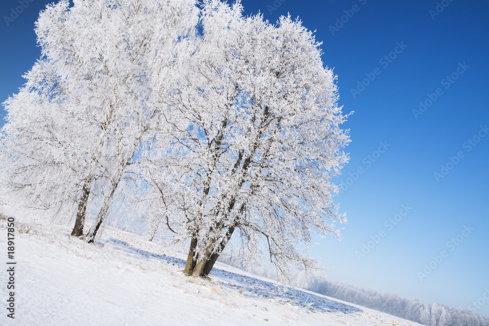 Trees in frost