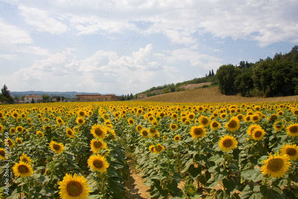 Naklejka premium Sonnenblumenfeld in der Toskana