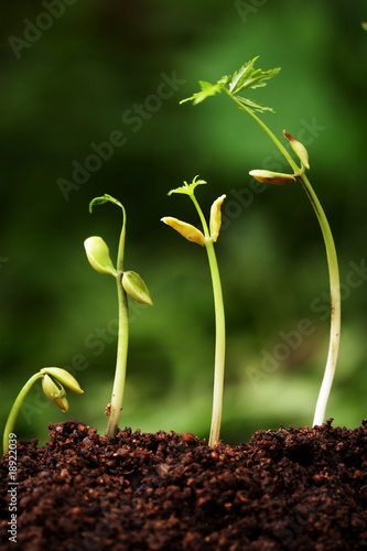 Four saplings growing from soil