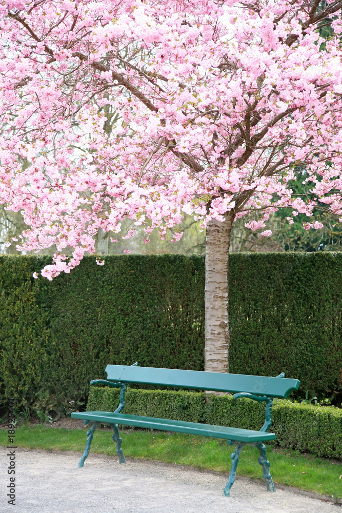 Romantic park bench under a blooming cherry tree Romantic park bench under a blooming cherry tree