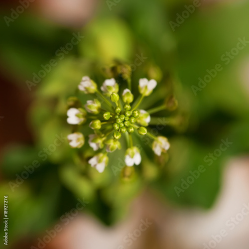 plant macro, abstract natur...